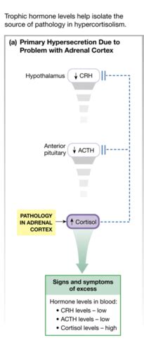 cortisol quizlet|cortisol function quizlet.